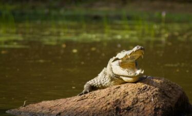 a crocadile at udawalwe in srilanka experiential journey