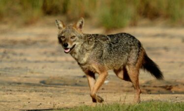 a fox at yala in sri lanka experiential journey