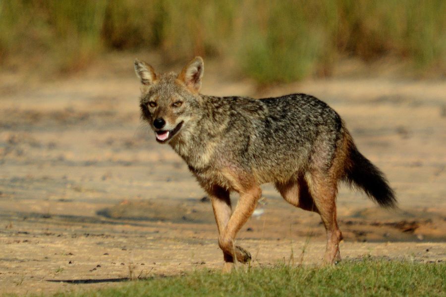 a fox at yala in sri lanka experiential journey