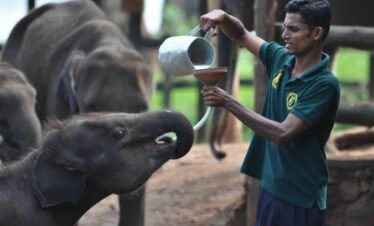 feeding milk for baby elephants at udawalwe elephant transit home in sri lanka experiential journey