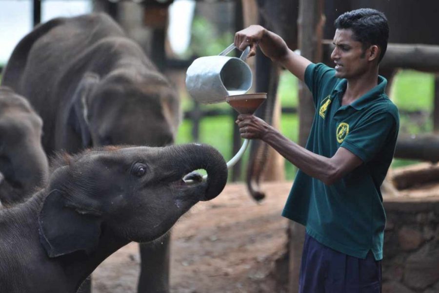 feeding milk for baby elephants at udawalwe elephant transit home in sri lanka experiential journey